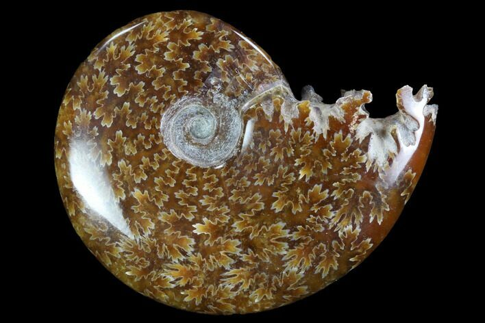 Polished, Agatized Ammonite (Cleoniceras) - Madagascar #97230